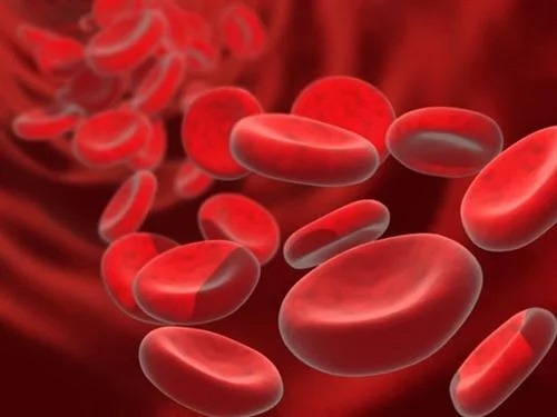 Celule roșii în sânge