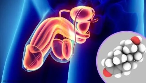 Funcția hormonilor sexuali masculini