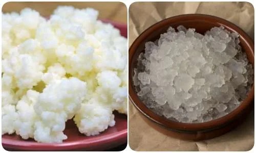 Granule din chefirul de apă