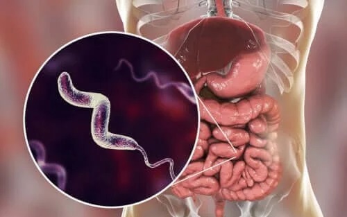 Infecțiile cu Campylobacter: caracteristici