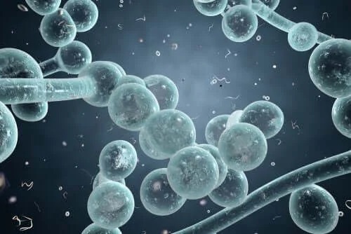 Molecule de Candida albicans