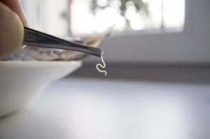 Cei mai comuni paraziți alimentari