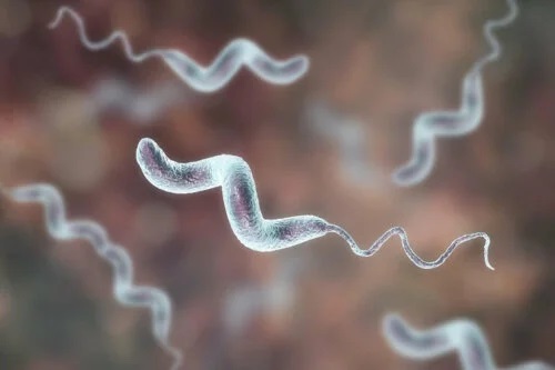 Patogen ce provoacă infecțiile cu Campylobacter