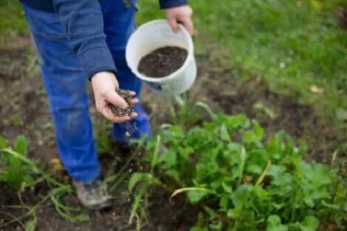 Persoană care plantează semințe în grădină