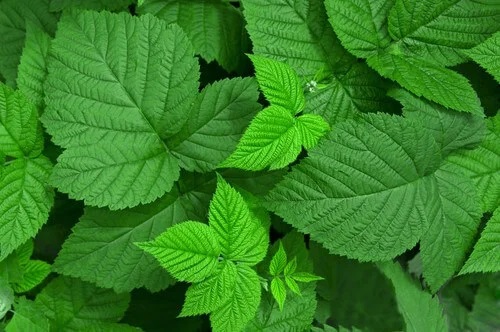 Zmeura pe lista de cele mai bune plante medicinale