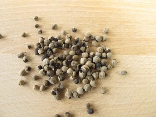 Semințe de plante medicinale