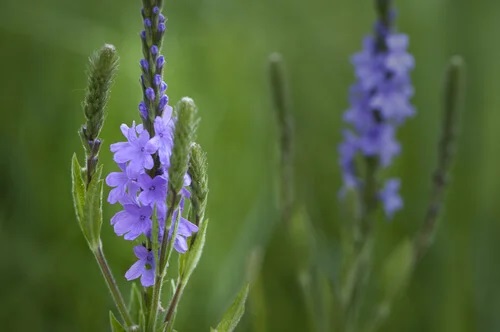 Verbina pe lista celor mai bune plante medicinale