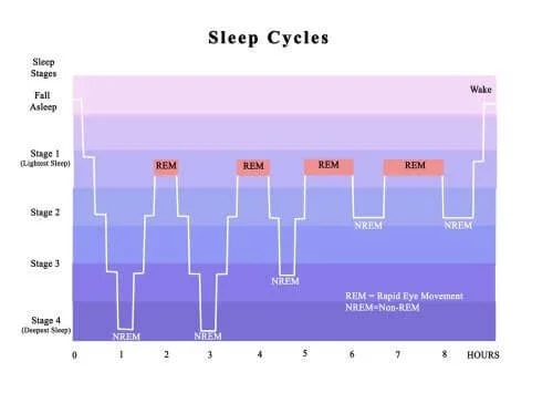 Cicluri normale de somn