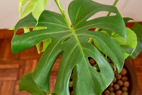 Plantă de apartament