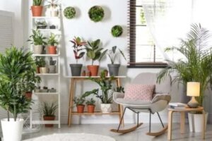 Plante ușor de îngrijit pentru interior și exterior