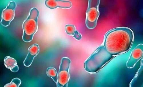 Bacterii care provoacă diaree