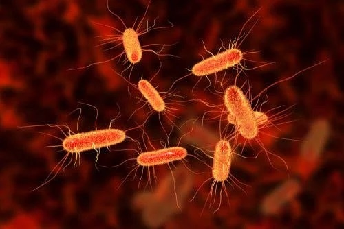 Bacterii patogene din spitale