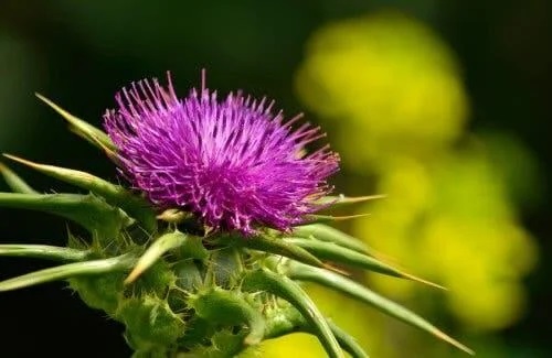 Ciulin de lapte