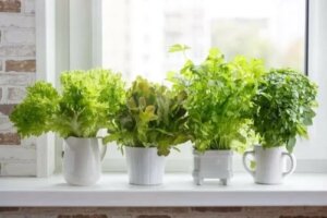 Cultivarea plantelor aromatice acasă