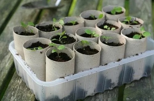 Cultivarea plantelor aromatice în casă