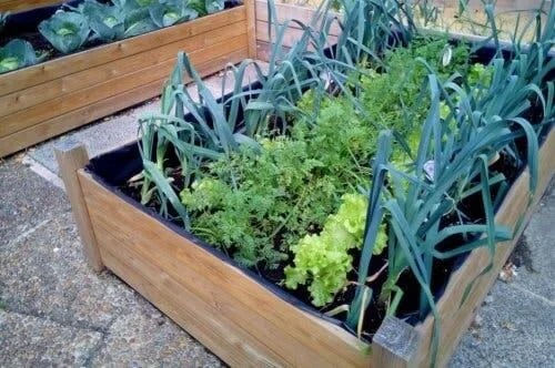 Cultivarea plantelor aromatice în răsadnițe