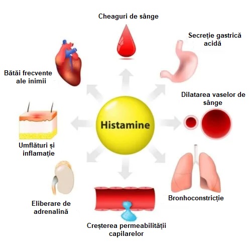 Sinteza, eliberarea și funcțiile histaminei
