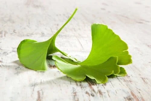 Frunze de ginkgo biloba