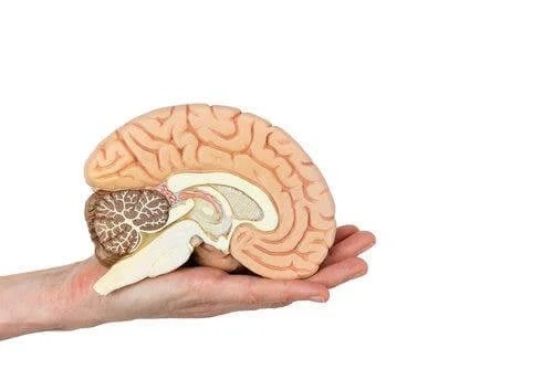 Mână care ține un creier uman