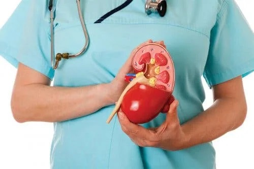 Medic ce prezintă tratamentul bolilor renale cronice