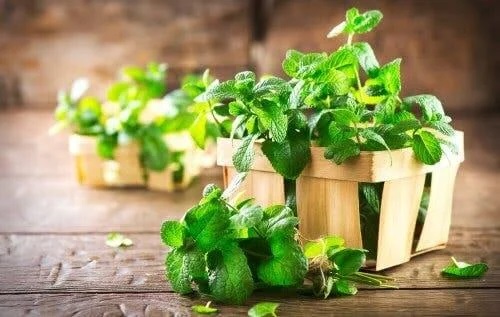 Menta folosită în remedii pentru calculii biliari