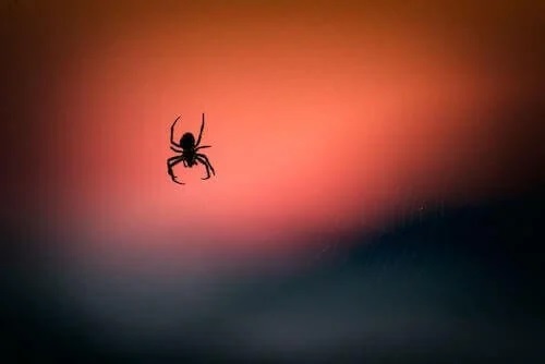 Veninul de păianjen și leziunile cerebrale