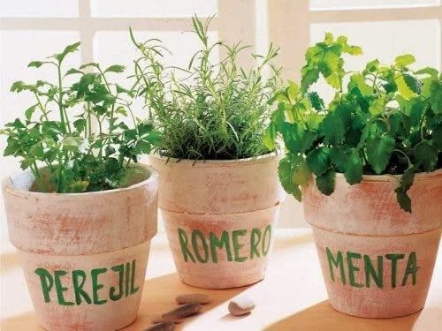 Plante aromatice în ghivece mari