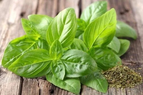 Busuioc folosit în remedii naturale pentru otită