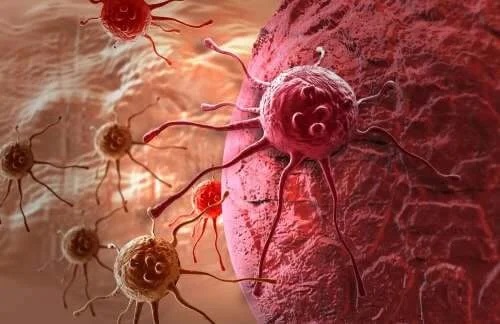 Celule canceroase