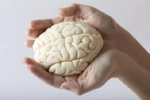 Creierul uman ținut în palme