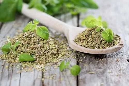 Oregano inclus în remedii naturale pentru torticolis