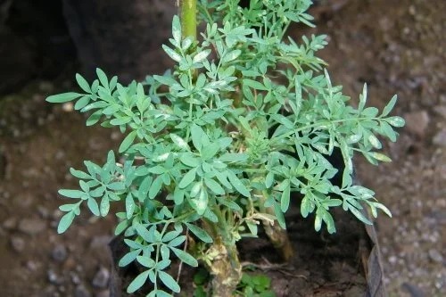 Ruta pe lista de plante abortive