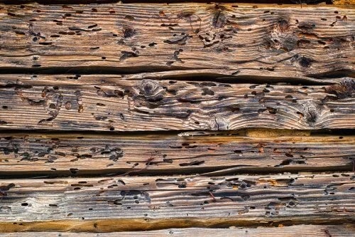 Semnele cariilor de lemn