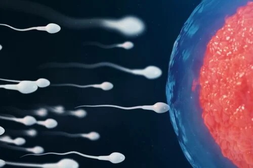 Spermatozoizi în drum către ovul