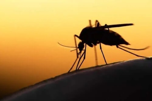 Țânțar care produce malarie