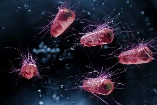 Bacterii care provoacă diareea infecțioasă