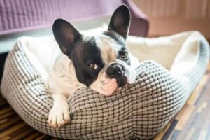 Cum să faci căsuțe pentru animale: 5 idei