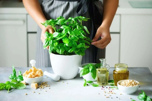 Femeie care cultivă diferite soiuri de busuioc
