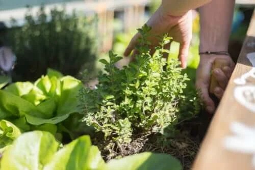 Cele mai bune sfaturi pentru grădinărit pe terasă