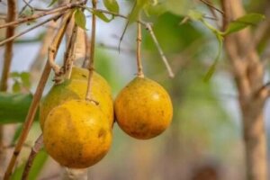 Nux vomica: ce este și ce beneficii are?