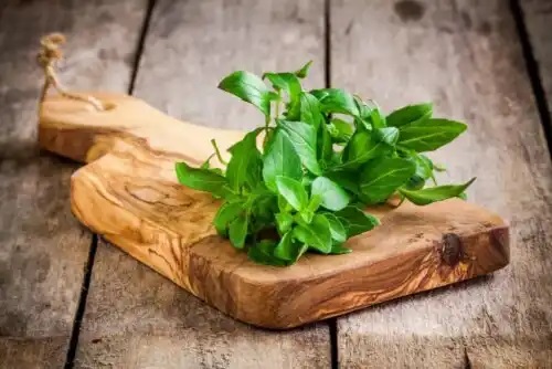 Remedii naturale pentru țânțari cu busuioc