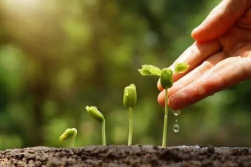 6 sfaturi pentru grădinărit sustenabil