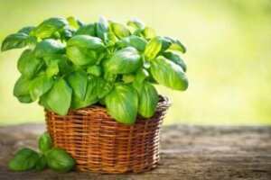 Soiuri de busuioc de cultivat acasă