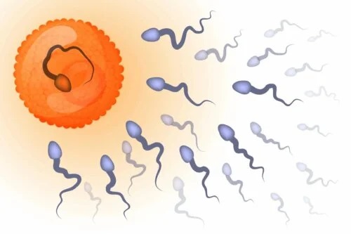 Spermatozoizi care fecundează un ovul