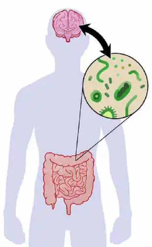 Bacterii intestinale benefice