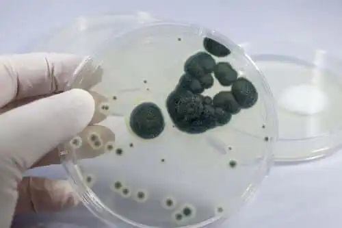 Bacterii care au dezvoltat rezistența la penicilină