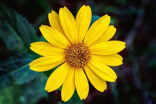 Floarea de arnică