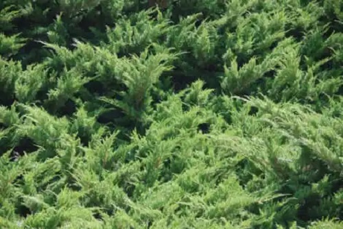 Plante conifere