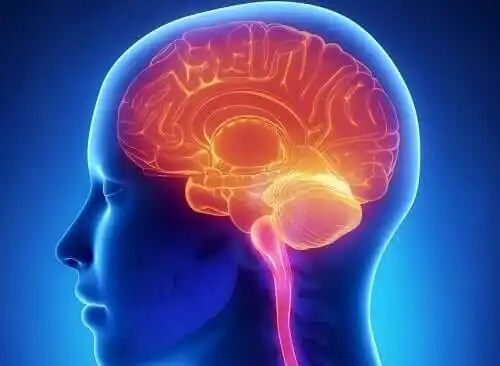 Creier uman reprezentat grafic
