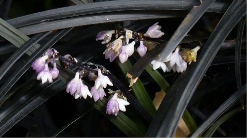 Flori de plante negre
